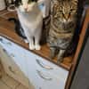 Lilly & Frankie Verschmustes Dreamteam