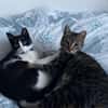 Lilly & Frankie Verschmustes Dreamteam