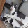 Kleiner Multi sucht Zuhause!