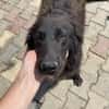 Polly sucht ab November ein zu Hause