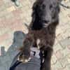 Polly sucht ab November ein zu Hause