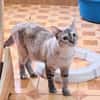 Sanfte, liebe Siam-Mix-Katze Tofu