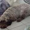 Mia7 sucht ein Zuhause