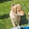 Buddy - kleiner Abenteurer