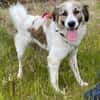 Luna - aktive Familie gesucht