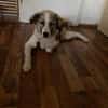 Luna - aktive Familie gesucht