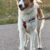 Luna - aktive Familie gesucht