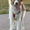 Luna - aktive Familie gesucht