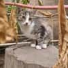 Fienne Ruhige Prinzessin sucht  Familie
