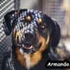 ARMANDO