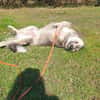 Cody braucht dringend ein zu Hause
