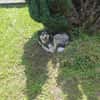 Cody braucht dringend ein zu Hause