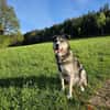 Cody braucht dringend ein zu Hause