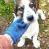 Kinderlieber Apacs sucht Familie