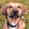 Freddi  ein richtig toller Hundekumpel