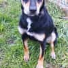 Liebenswerte Handy sucht Familie