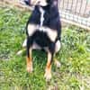 Liebenswerte Handy sucht Familie