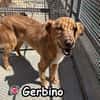 GERBINO