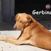 GERBINO