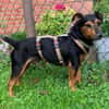 Roco4 sucht ein Zuhause/Pflegestelle