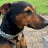 Roco4 sucht ein Zuhause/Pflegestelle