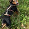 Roco4 sucht ein Zuhause/Pflegestelle