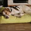 Loki: Ein Schelm sucht sein Zuhause