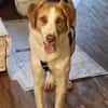 Loki: Ein Schelm sucht sein Zuhause