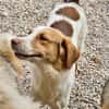 Loki: Ein Schelm sucht sein Zuhause