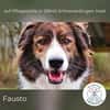Fausto: sucht ein erfahrenes Zuhause (D)