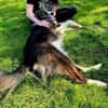 Fausto: sucht ein erfahrenes Zuhause (D)