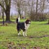 Fausto: sucht ein erfahrenes Zuhause (D)