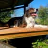 Fausto: sucht ein erfahrenes Zuhause (D)