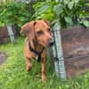 Theo sucht neues für immer Zuhause