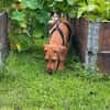 Theo sucht neues für immer Zuhause