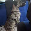 Arnie, Junghund sucht seine Familie