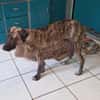 Arnie, Junghund sucht seine Familie