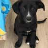 Amaya sucht dringend Familienanschluss