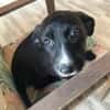 Amaya sucht dringend Familienanschluss