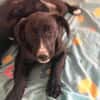 Amaya sucht dringend Familienanschluss