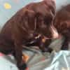 Amaya sucht dringend Familienanschluss