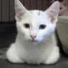 MYRTILLE