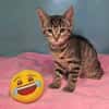 CHATOUILLE