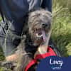 Lucy