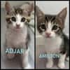 ADJAR et AMILTON  DOUBLE ADOPTION