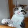 ADJAR et AMILTON  DOUBLE ADOPTION