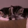 ADJAR et AMILTON  DOUBLE ADOPTION