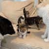 ADJAR et AMILTON  DOUBLE ADOPTION