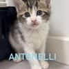 ANTONELLI