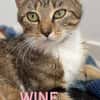 WINE